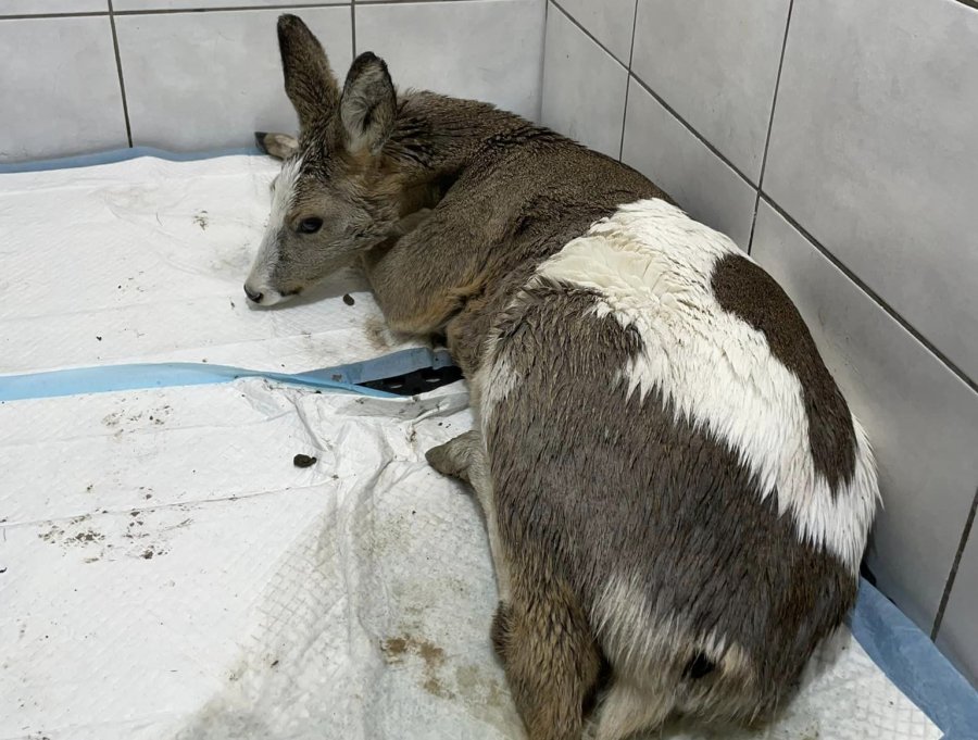 Taki okaz to prawdziwa rzadkość. Mimo wysiłków nie udało jej się uratować - foto