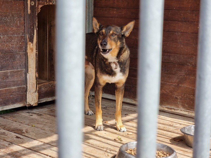 500 Plus na kota i psa. Niewielka pula środków szybko się rozchodzi - foto