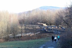 Żądają wstrzymania wycinek lasów w Bielsku-Białej. Petycja trafi na biurko minister
