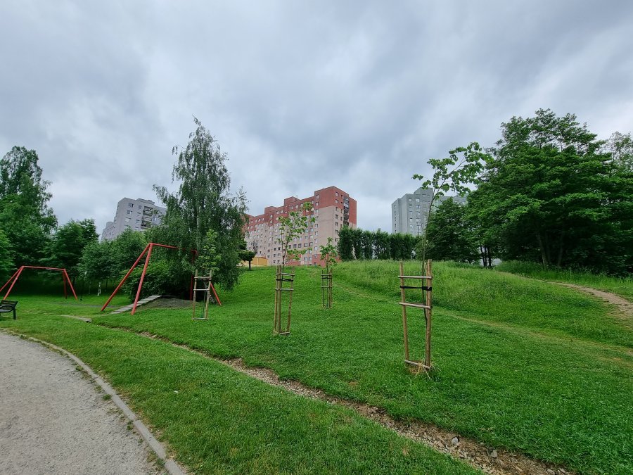 Posadzą kilkaset drzew w pasie drogowym. Wykonawcy oczekują dużych pieniędzy