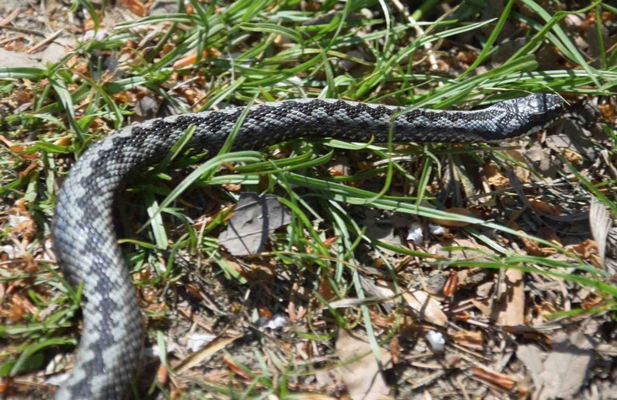 Uwaga na jadowite węże w Beskidach. Jak zachować się po ukąszeniu przez żmiję?
