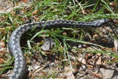 Uwaga na jadowite węże w Beskidach. Jak zachować się po ukąszeniu przez żmiję?