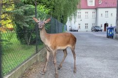Nieproszony gość przed egzaminem. „Sytuacja była dramatyczna” - foto