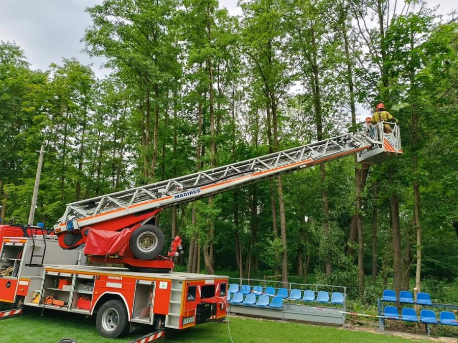 Przyjechali do pochylonego drzewa. Uratowali młode dzięcioły i gołębie - foto