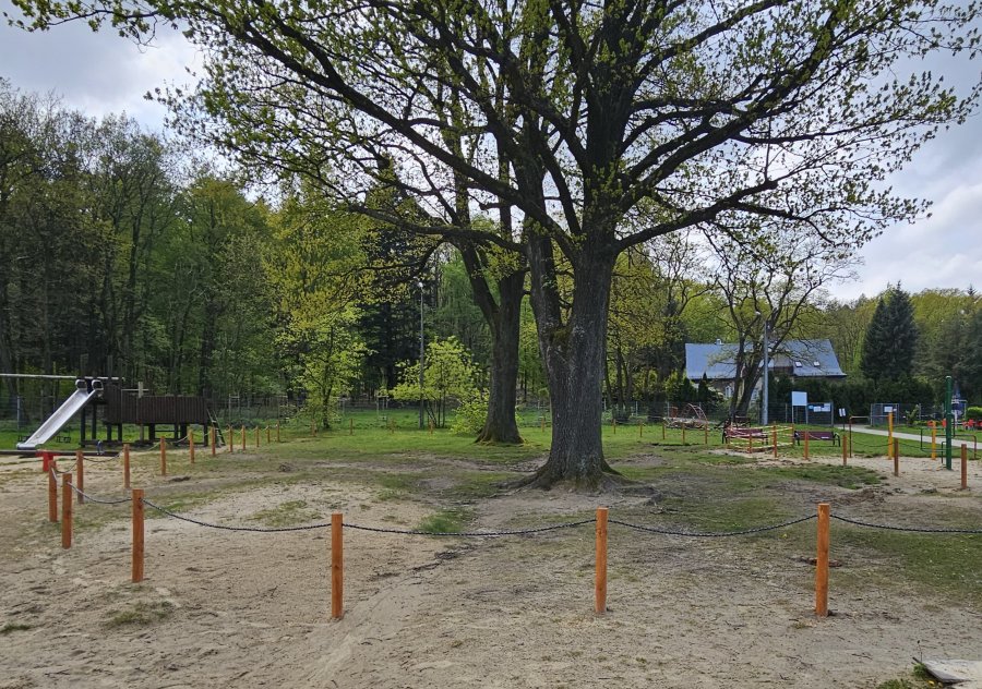 Do tych drzew nie wolno się zbliżać. Urzędnicy otoczyli je palikami - foto
