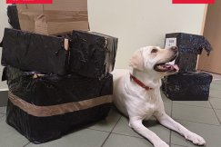 Beti znów wywąchała kontrabandę. To efekt kontroli firmy z Bielska-Białej - foto