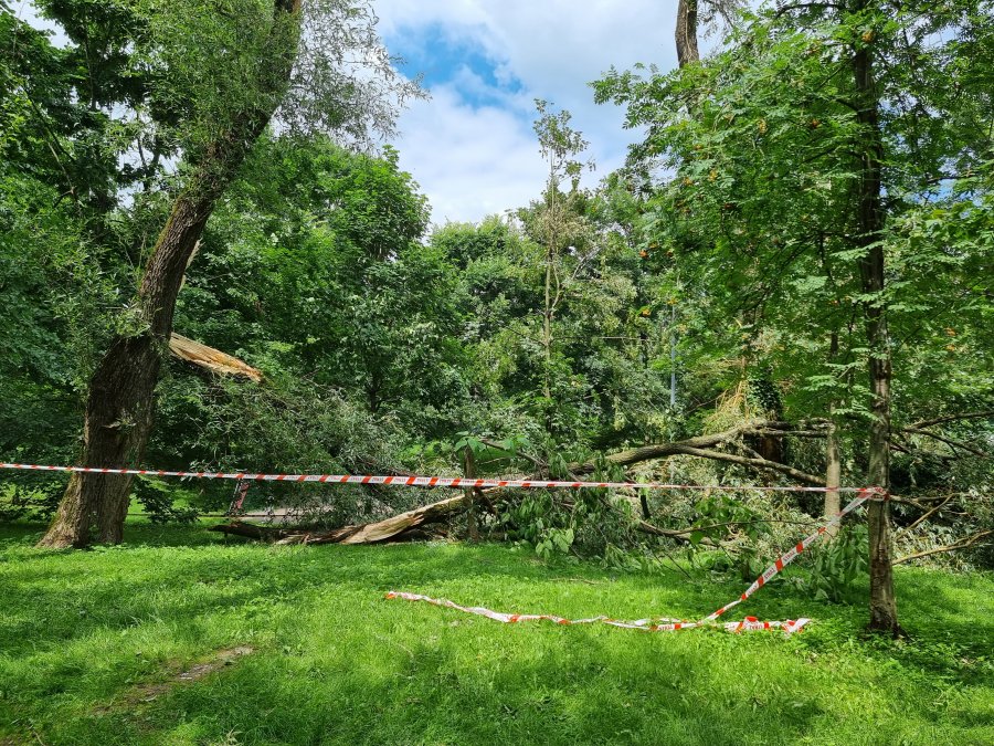 Po nawałnicy w parkach wciąż jest niebezpiecznie. Urzędnicy apelują o rozwagę - foto