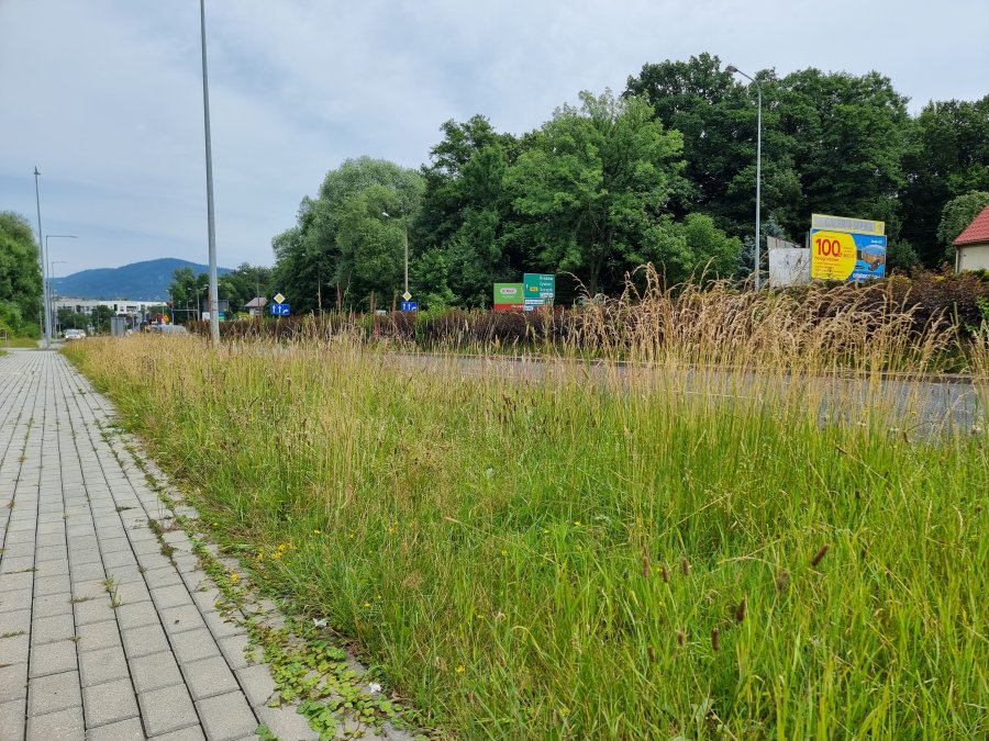 Miasto zarasta trawą. MZD dopiero rozstrzyga przetarg, bo nie miało pieniędzy na koszenie