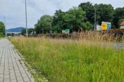 Miasto zarasta trawą. MZD dopiero rozstrzyga przetarg, bo nie miało pieniędzy na koszenie