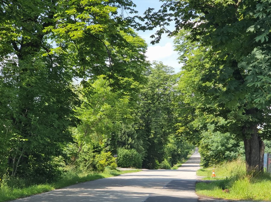 Aleja pod topór? Kasztanowce przeszkadzają w budowie chodnika - foto
