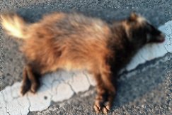 Znieczulica ludzka nie zna granic. Na oczach świadków potrącił zwierzę i odjechał - foto