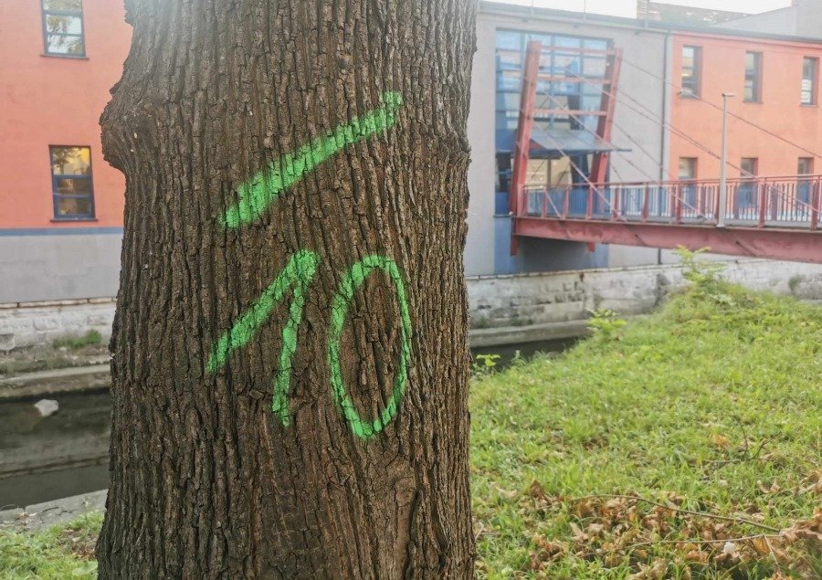 Oznaczenia na drzewach przy rzece. Mieszkaniec zaniepokojony, Ratusz wyjaśnia - foto