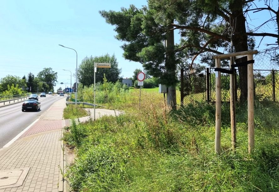 Kosztowały ćwierć miliona złotych, kilka posadził prezydent. Nie minął rok, a sadzonki usychają