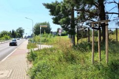 Kosztowały ćwierć miliona złotych, kilka posadził prezydent. Nie minął rok, a sadzonki usychają