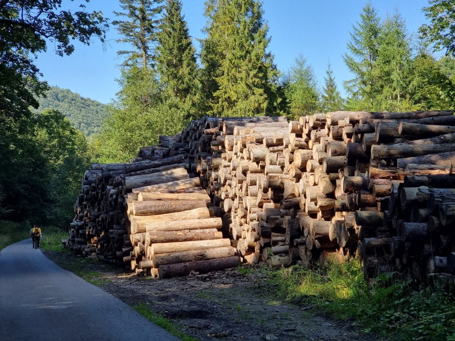 Władza się zmieniła, a leśnicy nadal robią, co chcą - foto