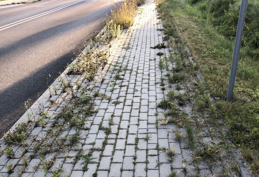 Chodnik niczym łąka z chwastami. Mieszkaniec oburzony odpowiedzią urzędników - foto