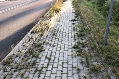 Chodnik niczym łąka z chwastami. Mieszkaniec oburzony odpowiedzią urzędników - foto