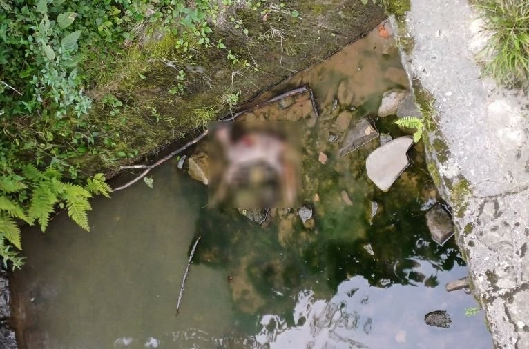 Martwa sarna w korycie rzeki. „Na pewno nie jest to rana postrzałowa” - foto