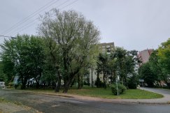 Kilkudziesięcioletnie drzewa do wycinki? O ich dalszym losem może rozstrzygnąć... głosowanie