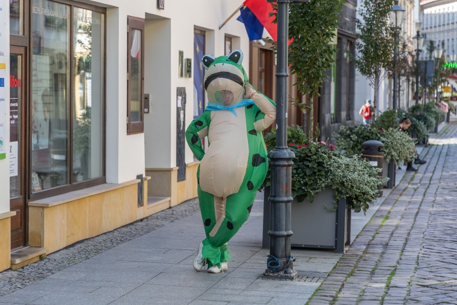 Ogromna żaba krąży po bielskich ulicach. Płażej poznaje miasto swojego dziadka - foto