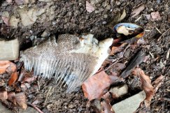 Porzucona padlina stworzyła zagrożenie epidemiologiczne? Mamy stanowisko sanepidu - foto