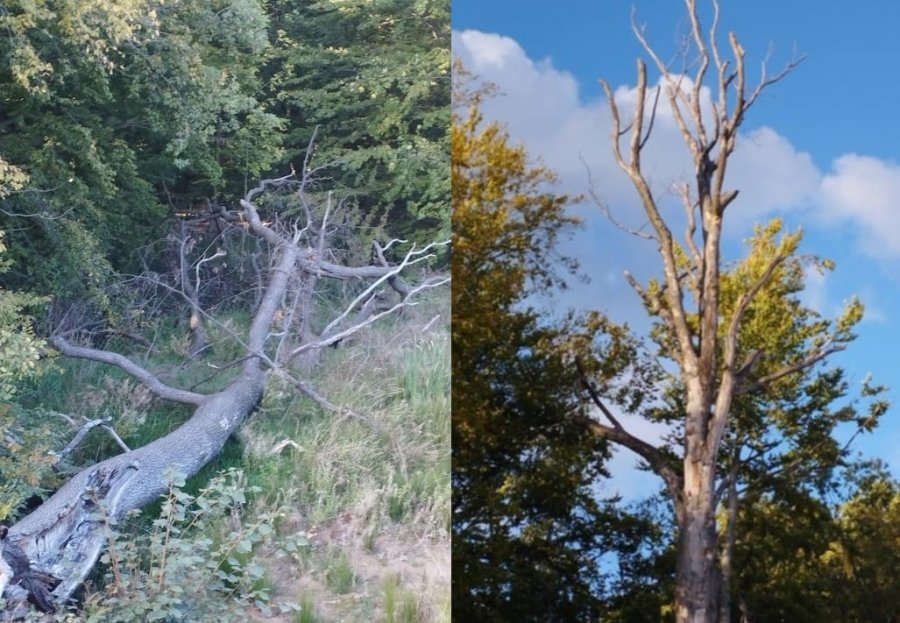 Przy budowie usychają drzewa. To jedyna otulina przy wznoszonej inwestycji - foto