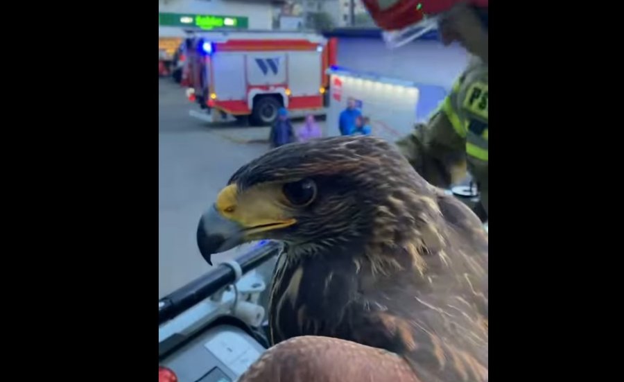 Nietypowa akcja ratunkowa. Ratowali jastrzębia, który utknął na drzewie - foto