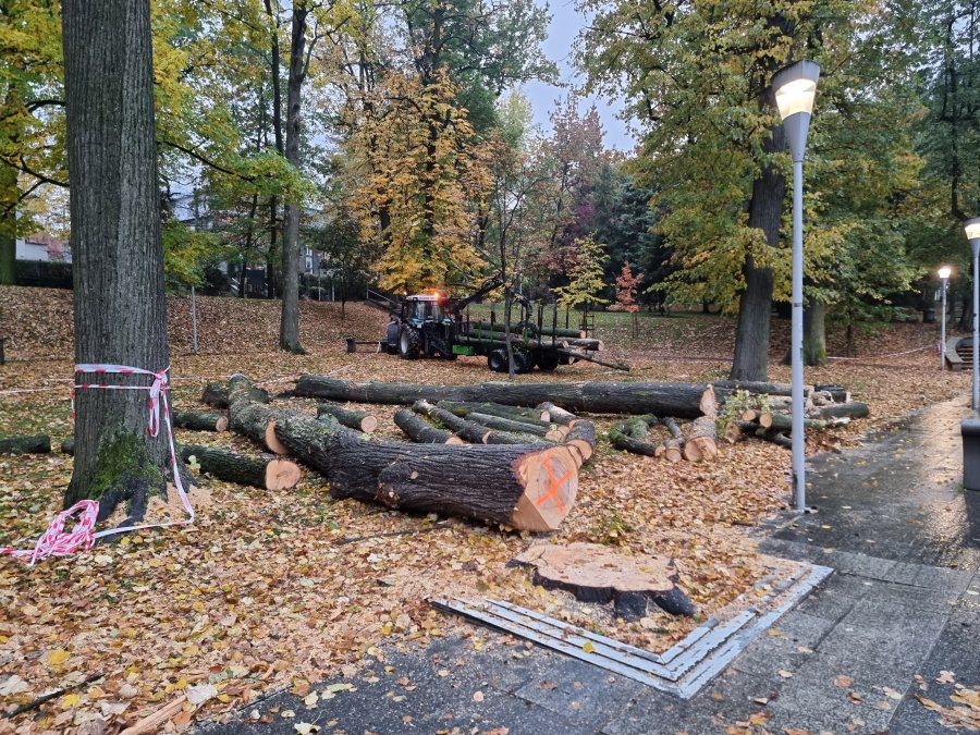 Tną nie tylko przy Piastowskiej. Wycinka drzew w Parku Słowackiego konieczna i będą kolejne