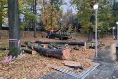 Tną nie tylko przy Piastowskiej. Wycinka drzew w Parku Słowackiego konieczna i będą kolejne