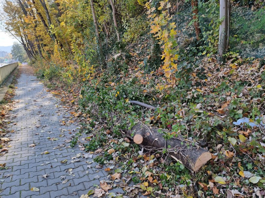 Kolejne skargi na wycinki drzew. Urzędnicy odpowiadają, że to dla naszego dobra - foto