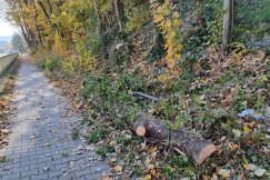 Kolejne skargi na wycinki drzew. Urzędnicy odpowiadają, że to dla naszego dobra - foto