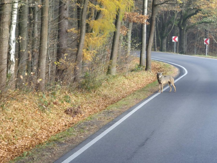 Wilk na poboczu drogi, ich populacja rośnie. „Nie stanowią zagrożenia dla ludzi” - foto