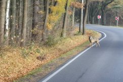 Wilk na poboczu drogi, ich populacja rośnie. „Nie stanowią zagrożenia dla ludzi” - foto