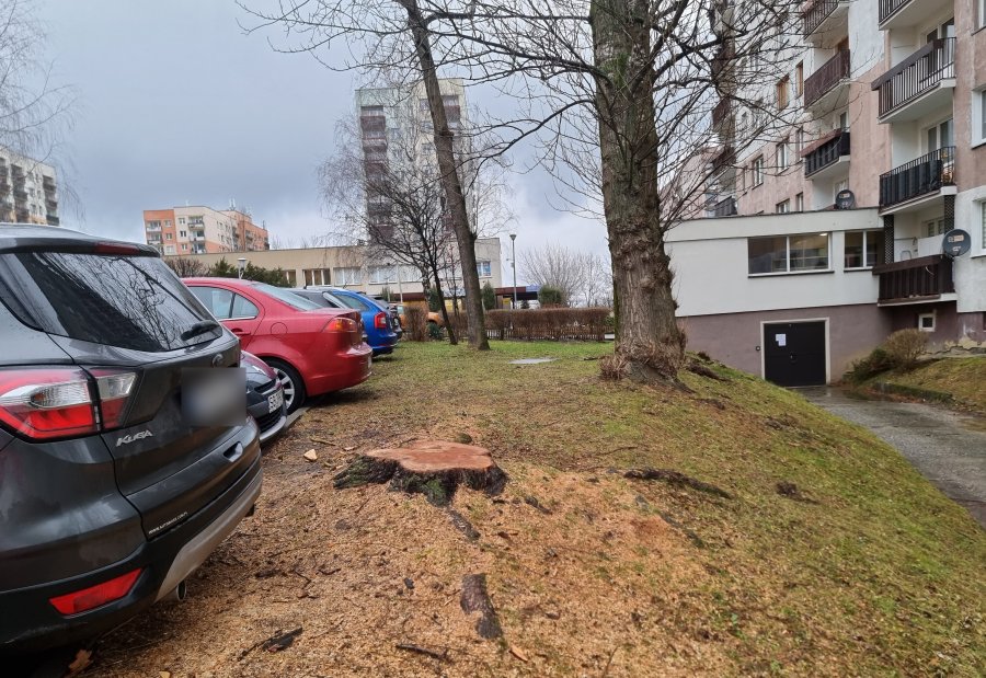 Wycieli dorodną wierzbę na osiedlu. Spółdzielnia i urzędnicy bronią swojej decyzji - foto
