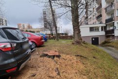 Wycieli dorodną wierzbę na osiedlu. Spółdzielnia i urzędnicy bronią swojej decyzji - foto
