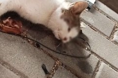 Kto truje koty? W pobliżu zakładu znaleziono już trzy martwe zwierzęta - foto