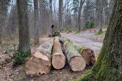 Niepokojąca wycinka w Cygańskim Lesie. Pasożyt pretekstem do wycinki, która nie jest niezbędna?