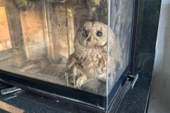 Sowa utknęła... w kominku. Strażacy uwolnili ptaka i wypuścili na wolność - foto