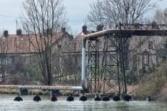 Szukają ciała 24-latki. Specjalny robot bada dno, sprowadzono też policyjnych nurków ZDJĘCIA