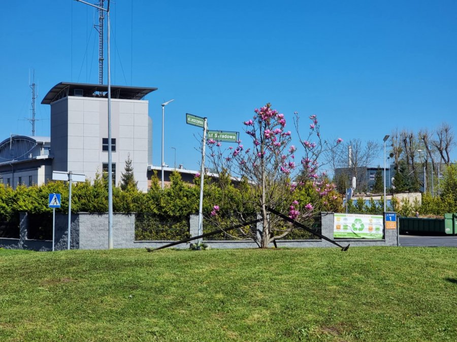 Magnolia z placu Chrobrego zdobi nowe miejsce. Wkrótce ruszy rewitalizacja placu - foto