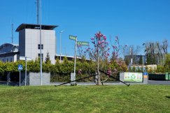 Magnolia z placu Chrobrego zdobi nowe miejsce. Wkrótce ruszy rewitalizacja placu - foto