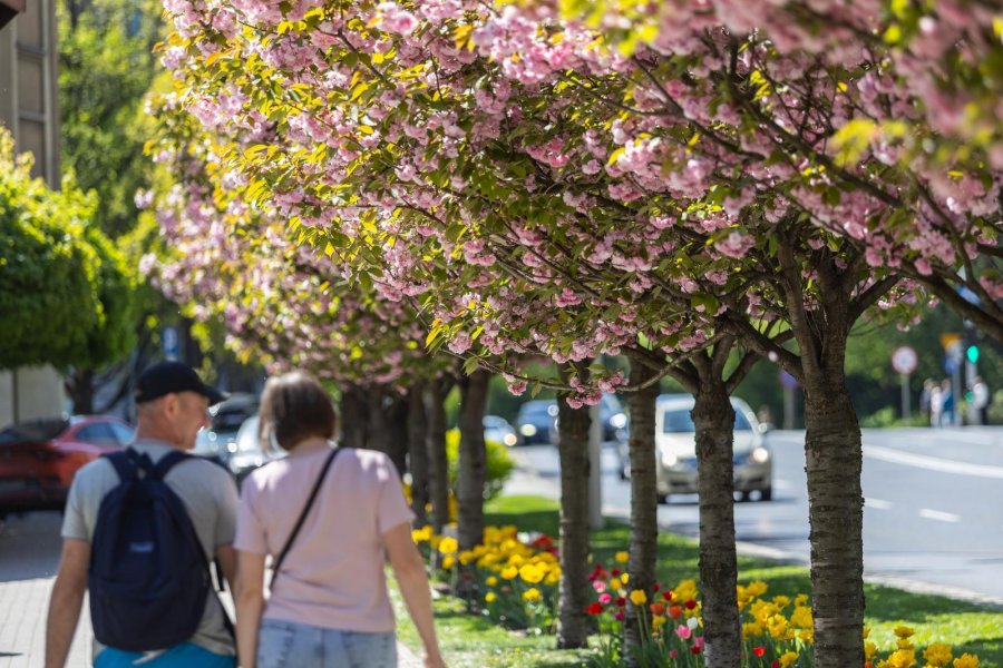 Bielsko-Biała całe w kwiatach. Piękne kolory cieszą oko w centrum miasta ZDJĘCIA