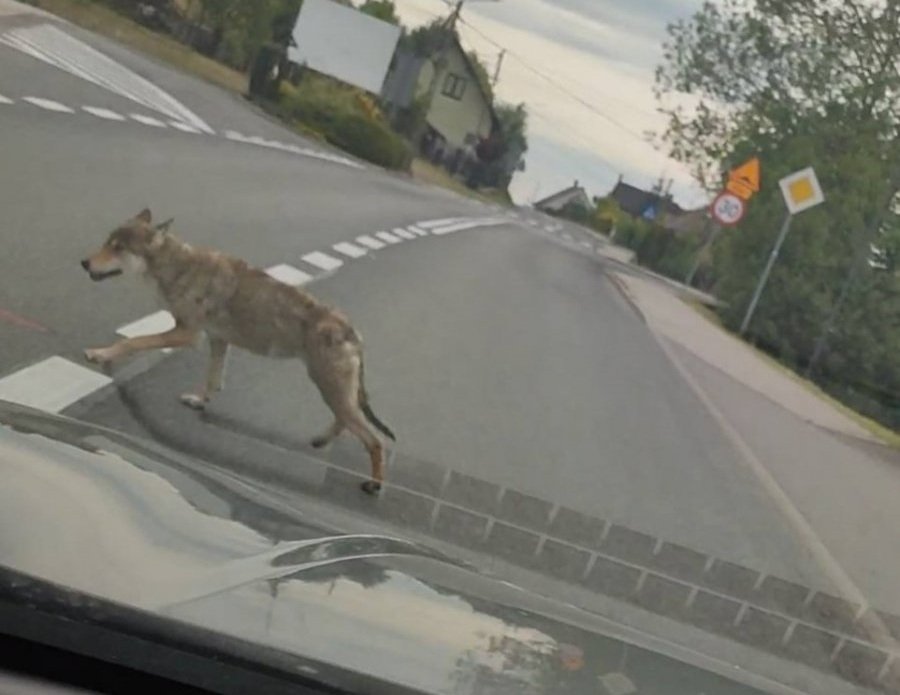 Wilk przechadzał się drogą przy granicy Bielska-Białej. Eksperci uspokajają - foto