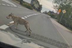 Wilk przechadzał się drogą przy granicy Bielska-Białej. Eksperci uspokajają - foto