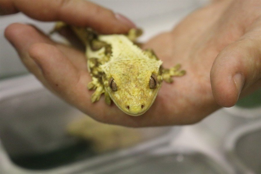 Terraryści ponownie w Bielsku-Białej. Podziwiać można było gady, płazy i robaki - foto