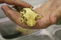 Terraryści ponownie w Bielsku-Białej. Podziwiać można było gady, płazy i robaki - foto