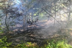 Minionej doby straży interweniowali ponad 30 razy. Płonął las na granicy miasta - foto