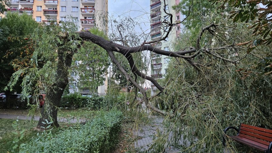 Za nami tropikalna noc. Wszystko z powodu halnego, który powalił spore drzewo na osiedlu - foto