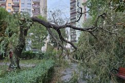 Za nami tropikalna noc. Wszystko z powodu halnego, który powalił spore drzewo na osiedlu - foto