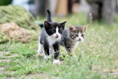 Adoptowane koty stają się pokarmem dla gadów? Makabryczne śledztwo prowadzi do Bielska-Białej